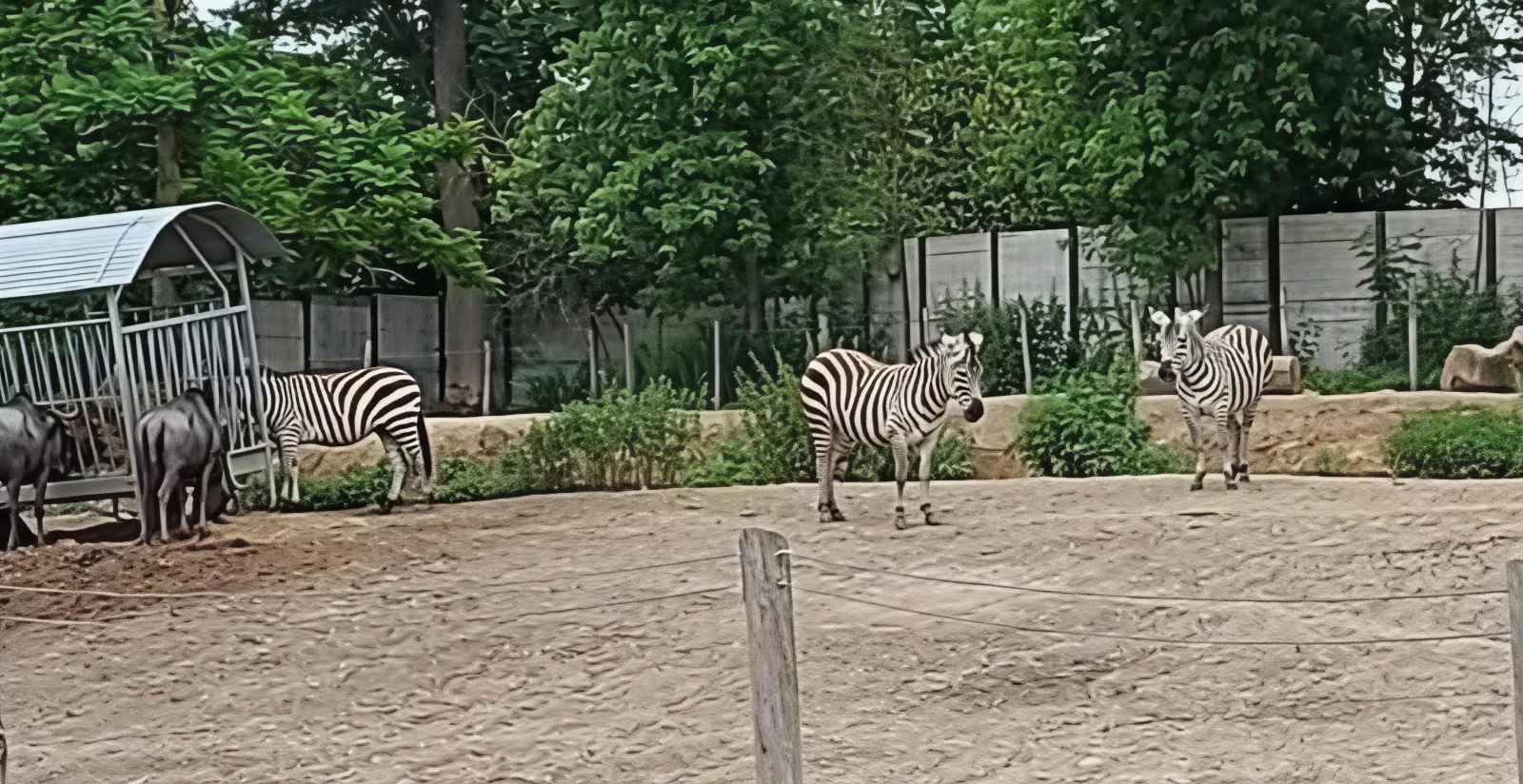 Pairi Daiza sacré “Meilleur Zoo d’Europe” pour la sixième fois : un triomphe belge qui rayonne à l’international