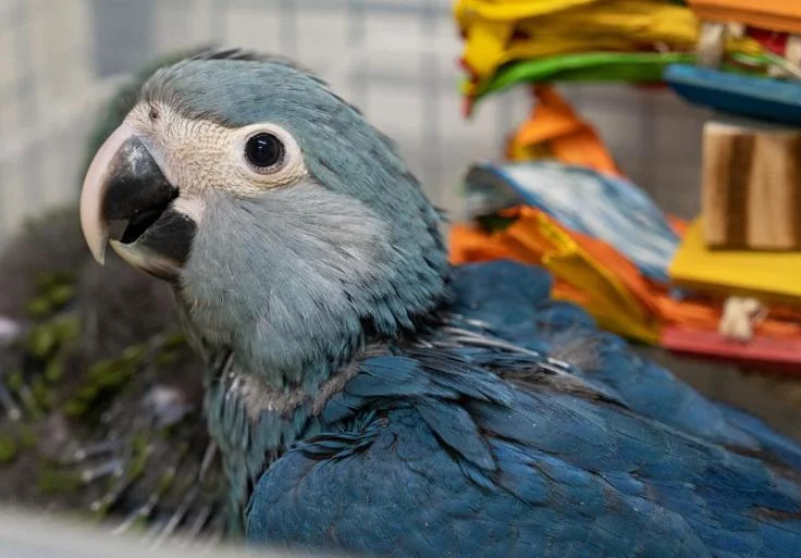 Pairi Daiza : naissance historique d’un ara de Spix, l’un des oiseaux les plus rares au monde