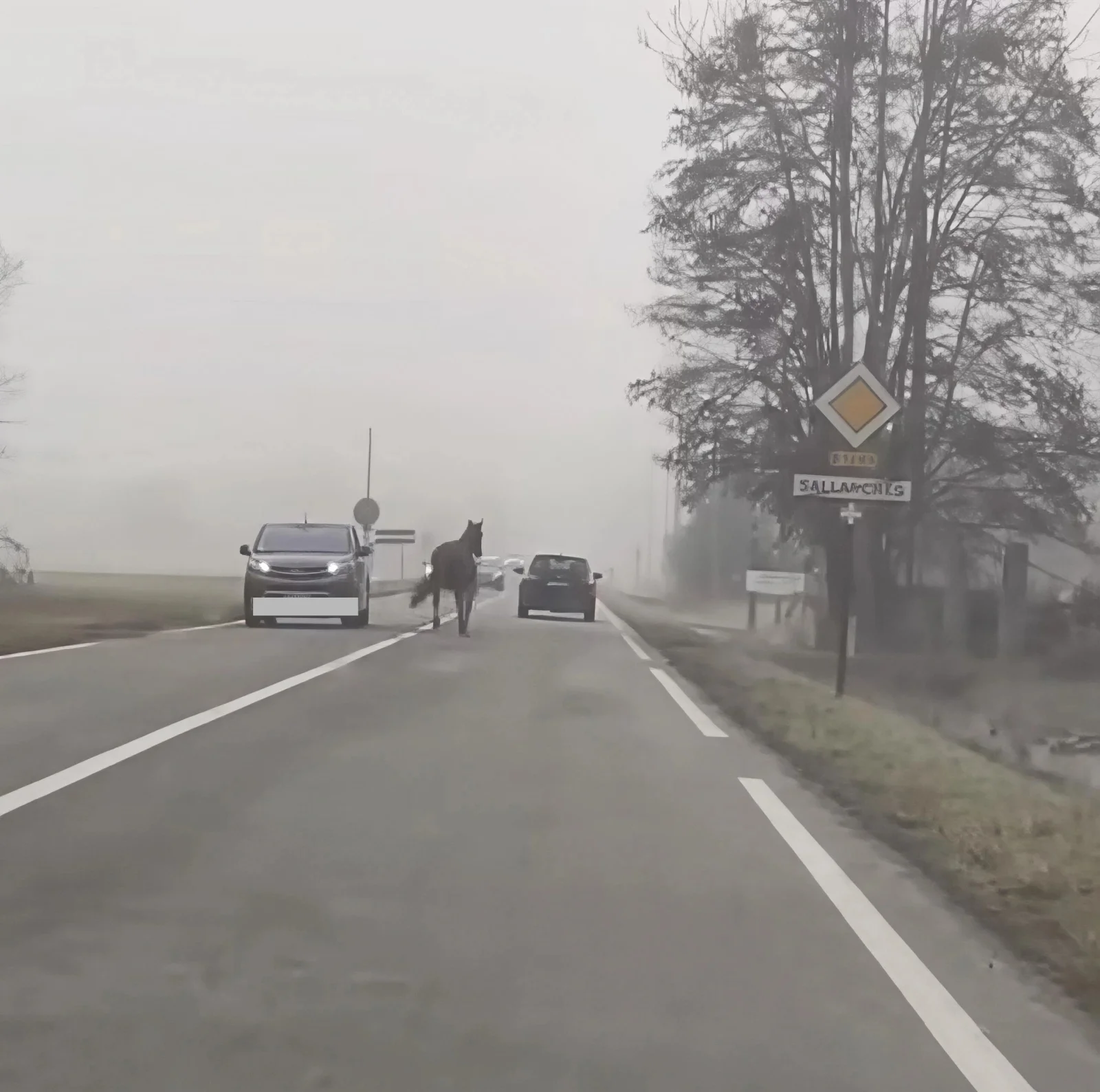 (VIDEO) HAUTE-SAVOIE : Un cheval en divagation sur la route entre Sallanches et Passy : plus de peur que de mal