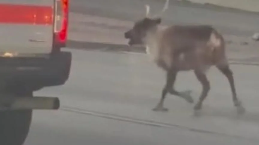 (VIDEO) Los Angeles : deux rennes en fuite provoquent un important embouteillage sur l’autoroute 118