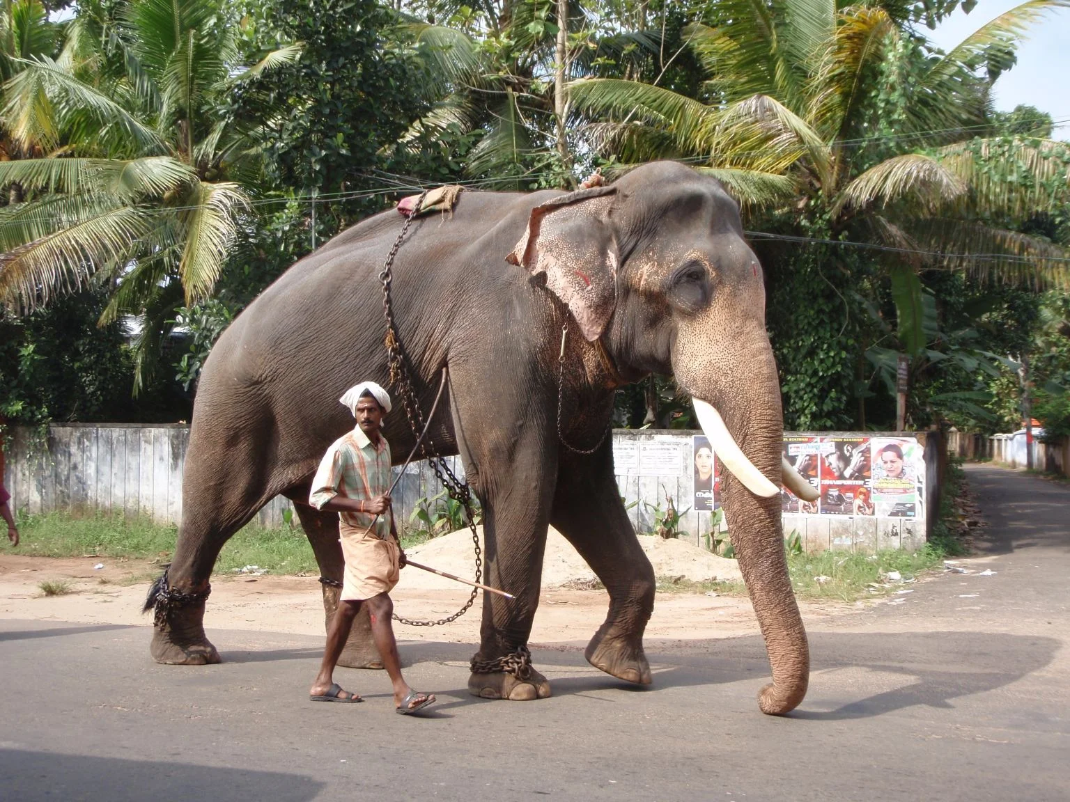 Inde : un troupeau d’éléphants percuté par un train de passagers, au moins sept morts