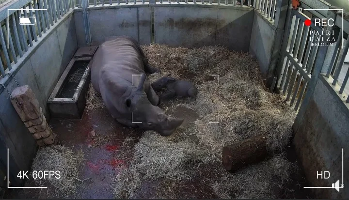 Un nouveau géant voit le jour à Pairi Daiza : naissance d’un bébé rhinocéros blanc