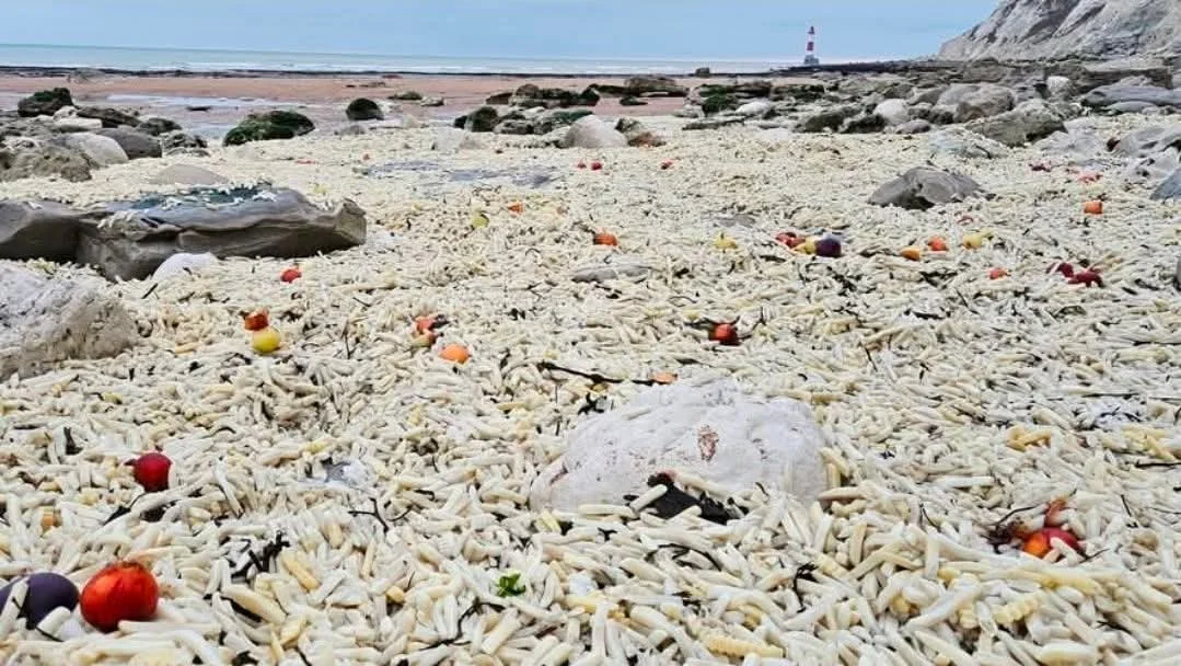Royaume-Unis : Plage du Sussex envahie par des frites : amusement et risques pour la faune marine