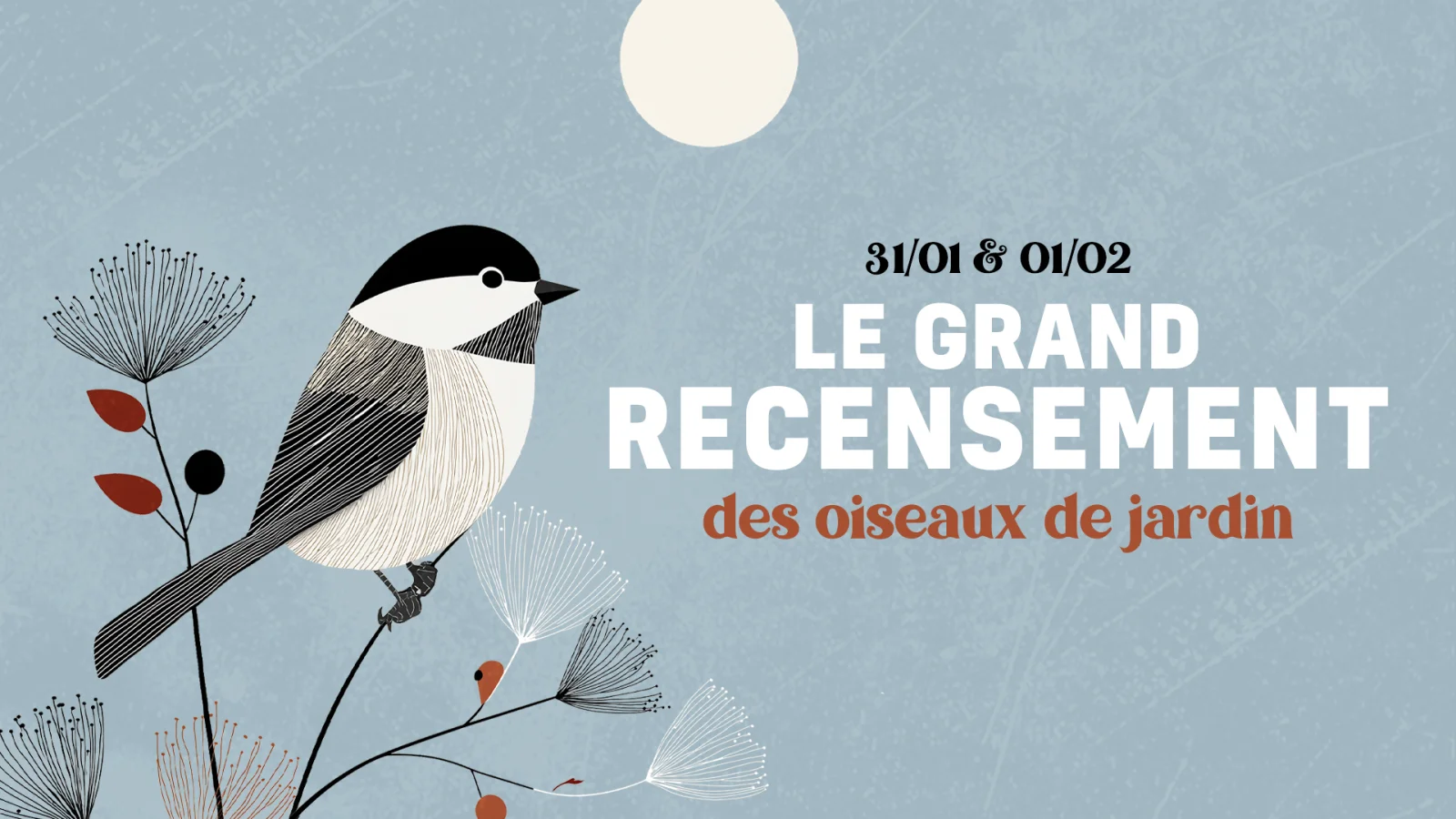 Grand recensement des oiseaux : observez vos jardins ce week-end