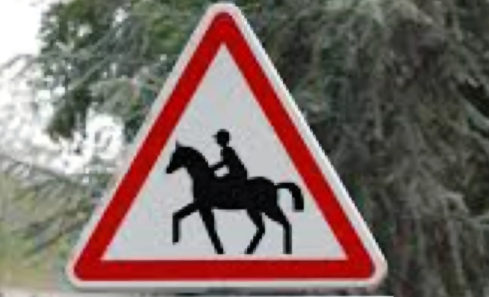 Douze chevaux divaguent sur la N97 à Celles : circulation dangereusement perturbée